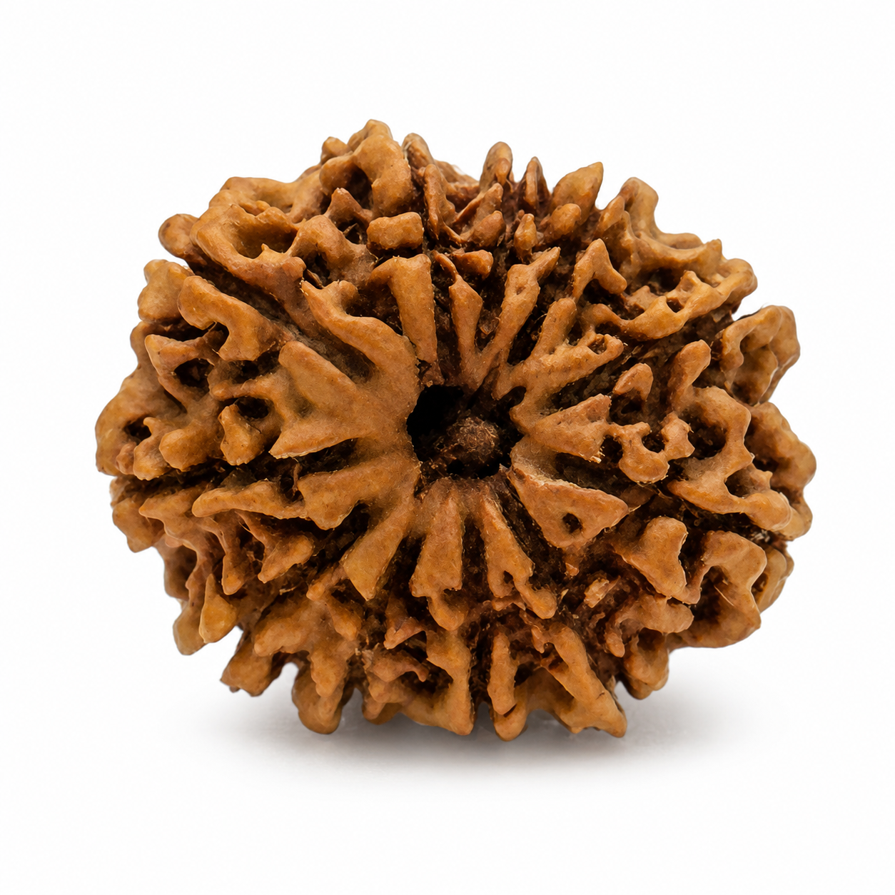11 Mukhi Rudrakh